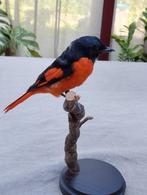 Magnifique specimen taxidermisé sur socle, Verzamelen, Dierenverzamelingen, Ophalen, Nieuw, Vogel, Opgezet dier