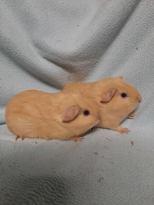 2 superlieve gladhaar crème cavia broertjes, Animaux & Accessoires, Rongeurs, Mâle, Cobaye, Domestique