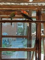 Rosella, Dieren en Toebehoren, Meerdere dieren, Parkiet, Geringd