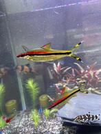 2 Barbus crayon à donner, Animaux & Accessoires, Poisson, Poisson d'eau douce