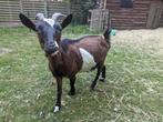 Lieve mieke zoekt nieuw thuis, Dieren en Toebehoren, Schapen, Geiten en Varkens