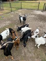 2 miekes en 4 bokjes te koop, Dieren en Toebehoren, Schapen, Geiten en Varkens, Meerdere dieren, Geit, 0 tot 2 jaar