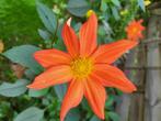 Dahlia knollen oranje, Tuin en Terras, Ophalen of Verzenden, Voorjaar, Halfschaduw, Knol