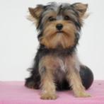 Chiots Yorkshire Terrier à vendre (belges), 15 semaines à 1 an, Commerçant, Yorkshire Terrier, Plusieurs