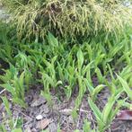 Lelietje-van-dalen voeten met wortel, Ophalen, Lente