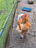 Hanen mogen naar een eigen toompje, Dieren en Toebehoren
