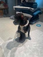 Chihuahua-pups mooi mini raszuiver zeer mooi kleintjes, Dieren en Toebehoren, België, Fokker | Hobbymatig, 8 tot 15 weken, CDV (hondenziekte)