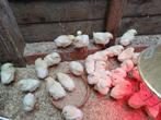 Paas kuikens hennetjes, Dieren en Toebehoren, Pluimvee