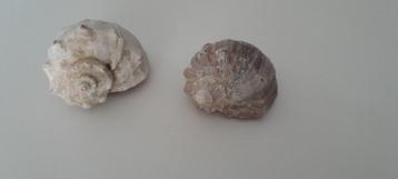 Decoratieve schelpen beschikbaar voor biedingen