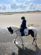 Pony, Dressuurpony, Niet van toepassing, B pony (1.17m tot 1.27m), 11 jaar of ouder