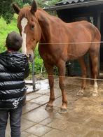 Super mooie en lieve ruin zoekt forever plekje, Dieren en Toebehoren, Paarden, Gechipt, Ruin, Niet van toepassing, 7 tot 10 jaar