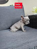 franse bulldog pup nog 1 teefje, Animaux & Accessoires, Chiens | Bouledogues, Pinschers & Molossoïdes, Parvovirose, Un chien, Belgique