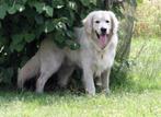 golden retriever dekreu met stamboom, Dieren en Toebehoren, Golden retriever, België, Particulier, Reu