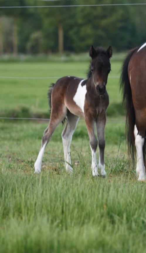 Minipaardje,  miniatuurpaardjes te koop., Dieren en Toebehoren, Pony's