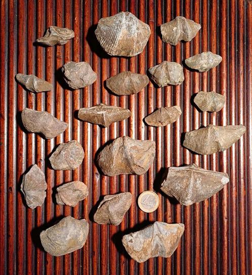 Lot fossiele Brachiopoda - armpotigen - speriferen - 21stuks, Verzamelen, Mineralen en Fossielen, Fossiel, Ophalen of Verzenden