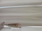 Tenture neuve ikea beige 3m, Beige, 100 à 150 cm, 200 cm ou plus, Enlèvement