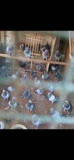 Slacht duiven 2,50 per stuk stuk of 30 nog beschikbaar, Dieren en Toebehoren