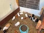Cavia’s te koop, Dieren en Toebehoren, Knaagdieren, Cavia