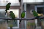 weddel aratinga, Dieren en Toebehoren, Vogels | Parkieten en Papegaaien, Meerdere dieren, Parkiet, Geringd