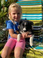 Border collie teefje, Dieren en Toebehoren, België, Fokker | Hobbymatig, CDV (hondenziekte), 8 tot 15 weken
