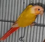 Couple epp de conures molinae 4 ans