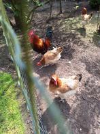 Broedeieren marans tarwe te koop, Dieren en Toebehoren