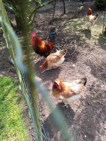 Broedeieren marans tarwe te koop, Dieren en Toebehoren