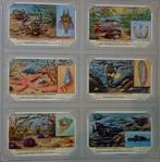 Set Liebig Prenten Regressieverschijnselen bij de parasieten, Verzamelen, Ophalen of Verzenden, Zo goed als nieuw, 1940 tot 1960