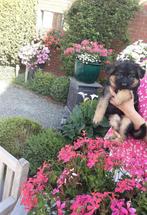 Zalige Duitse Herder puppys bij ons thuis op de boerderij, Animaux & Accessoires, Chiens | Bergers & Bouviers, 8 à 15 semaines