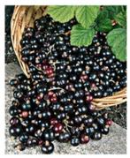 JOSTABES STRUIKEN Kruisbes zonder stekels 4€/st,  5 voor 18, Tuin en Terras, Planten | Tuinplanten, Volle zon, Vaste plant, Ophalen of Verzenden