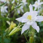 Aquilegia caerulea ‘Spring Magic White’, Ophalen, Lente