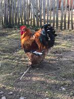 Cochin haan porselein gezocht, Dieren en Toebehoren, Pluimvee