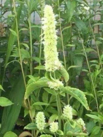 Agastache/dropplant hele goeie bijenplant 6voor 5 euro beschikbaar voor biedingen