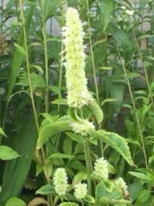 Agastache/dropplant hele goeie bijenplant 6voor 5 euro, Tuin en Terras, Planten | Tuinplanten, Vaste plant, Overige soorten, Volle zon