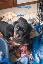 Stevige rottweiler pups ouders aanwezig, Dieren en Toebehoren, België, CDV (hondenziekte), 8 tot 15 weken, Meerdere