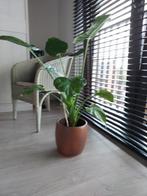 Kamerplant zonder buitenpot, Ophalen