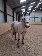 Brave appaloosa ruin en zeer lieve shetlander, Dieren en Toebehoren, Pony's, Merrie