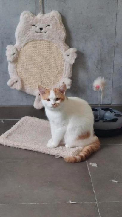BRITSE KORTHAAR katertje met stamboom, Dieren en Toebehoren, Katten en Kittens | Raskatten | Korthaar, Kater, 0 tot 2 jaar, Met stamboom