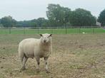 Ram 1.5 j oud, Mannelijk, Schaap, 0 tot 2 jaar