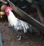 Zilverbrakel haan.