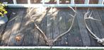 2 x enorm groot rendier gewei, Verzamelen, Dierenverzamelingen, Ophalen, Zo goed als nieuw