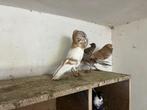 Horsman kropper, Dieren en Toebehoren, Vogels | Duiven, Meerdere dieren, Kropper