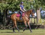 LeMieux Carbon Mesh Mulberry CC Spring Dekje SALE!, Dieren en Toebehoren, Paarden en Pony's | Dekens en Dekjes, Ophalen of Verzenden