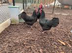 Zwarte australorp hen 2024 TT kwaliteit, Dieren en Toebehoren