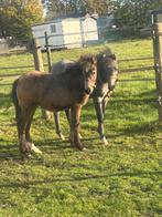 Knappe welsh veulens, Dieren en Toebehoren, Ophalen of Verzenden
