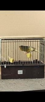 Spaanse Timbrado, Dieren en Toebehoren, Meerdere dieren, Zangkanarie