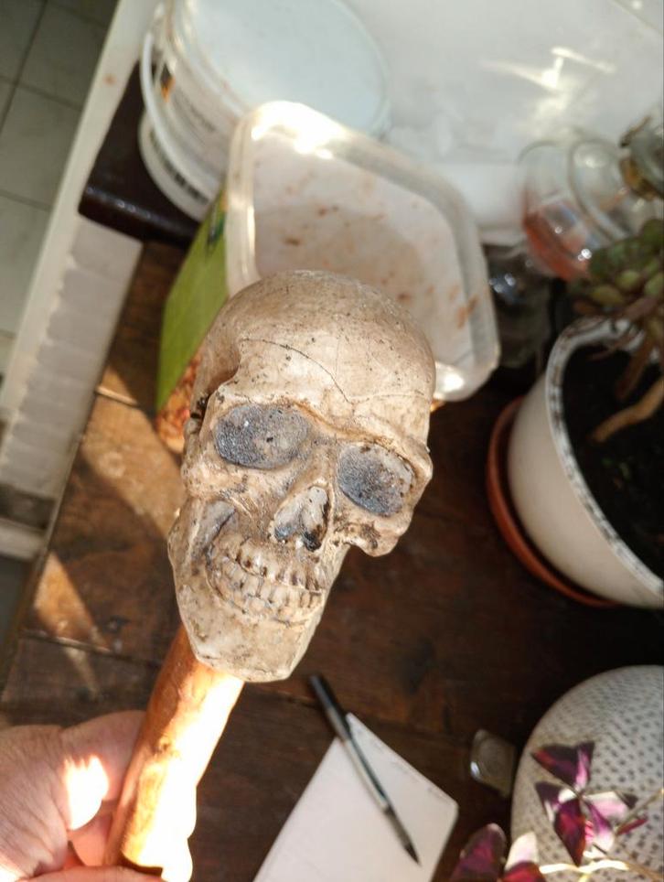 Schedel/schedelstok. halloween, Diversen, Wandelstokken