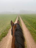 Gezelschapspaard of pony gezocht, Dieren en Toebehoren
