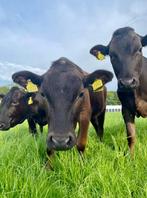 Wagyu runderen, Dieren en Toebehoren, Runderen