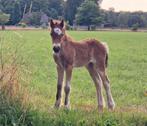 Mooie tinker merrie veulen, Dieren en Toebehoren, Pony's, Merrie, Niet van toepassing, 0 tot 2 jaar, Recreatiepony